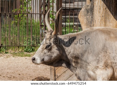 Hungarian steppe cattle one individual, picture in profile, close-up of muzzle, in the background iron lattice,