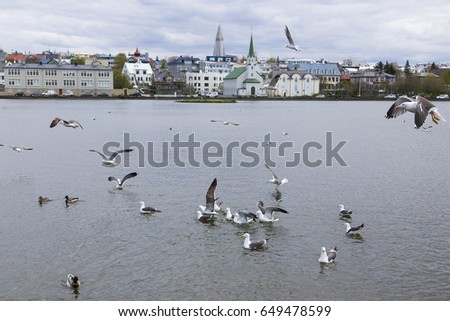 Seagulls flying and bathing with ducks in lake Tjornin in Reykjavik, Iceland, with churches and buildings in the background