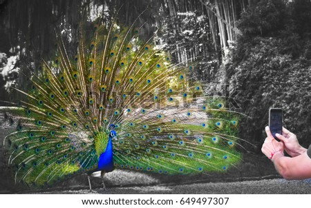 photographing birds peacock smartphone