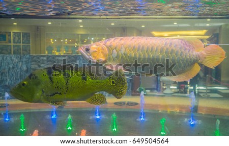 Large silver fish scales, rare freshwater fish and rare fish from amazon river.