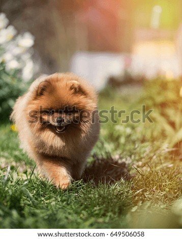 Pomeranian dog walking in a park. Portrait of beautiful dog