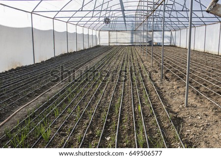 Seedlings of onions in a greenhouse