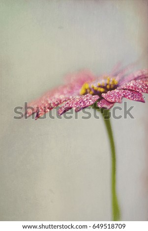 Artistic composition Red ''Ostica Magma'' Osteospermum Daisy Flower