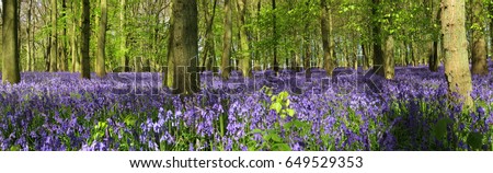 Bluebell Woods Royalty-Free Stock Photo #649529353