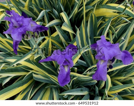 Blue flower irises- nature spring sunny background