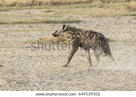Spotted hyena walking on dried savannah in dry season