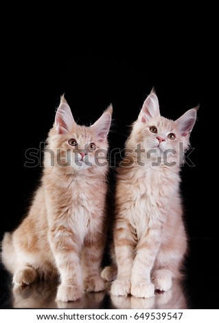 two Beautiful and cute kitten Maine Coon on a black background