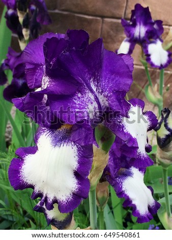 purple flower irises- nature spring sunny background