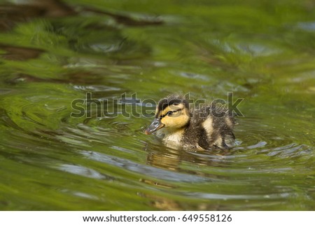 The picture shows a duckling in the pond