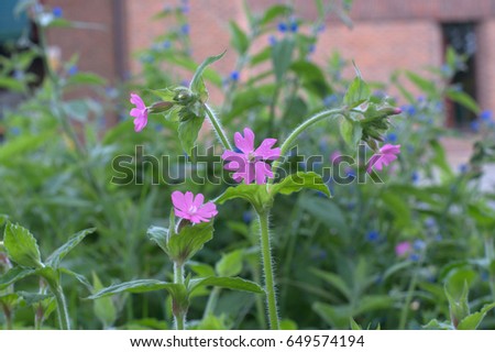 Close up of red campion flowers and buds in a garden