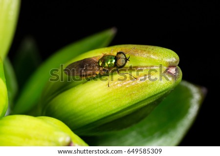 Flower fly, hoverfly, syrphid fly on lily bud. Natural background. Macro photo, selective focus 