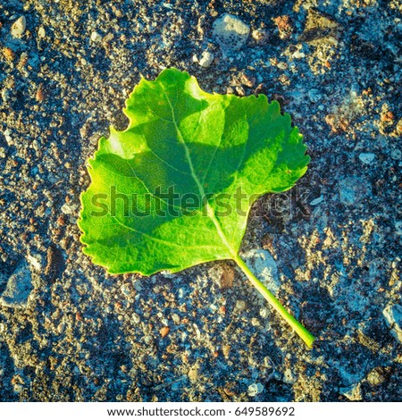 Picture of a Green leaf on the road