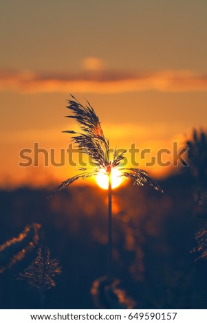 reed on sunset, vintage style photo image