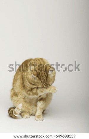A Beautiful Domestic Orange Striped cat cleaning itself in a funny position. Animal portrait in white background. 