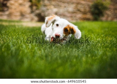 Pleased and happy dog eating meat on bone lying on green grass Royalty-Free Stock Photo #649610545