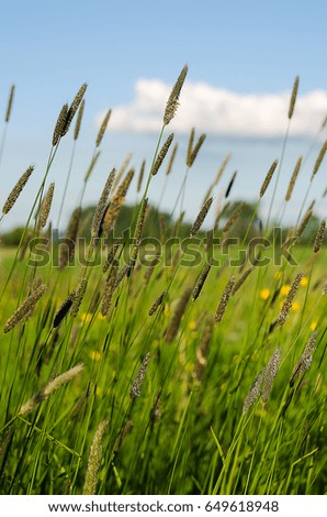 Green grass stem growing outdoors on a sunny day