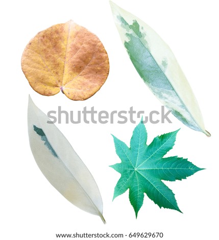 group of leaf with clipping path ,isolated on white 