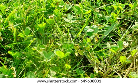 Green grass with clover. 