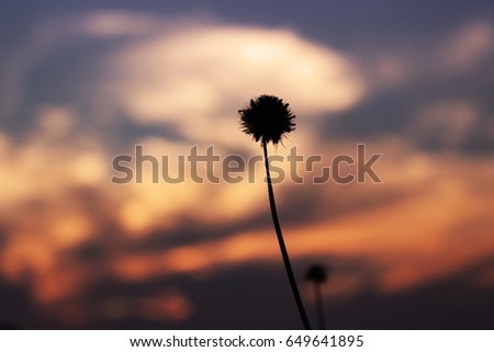  grass flower in the evening