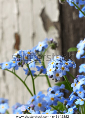 forest flowers of a forget-me-not, selective focus
