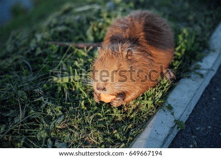 Portrait of a charming sniffing nutria, sitting in the grass