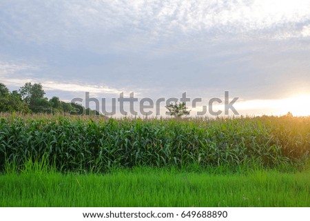 a front selective focus picture of organic corn field with blue sky background