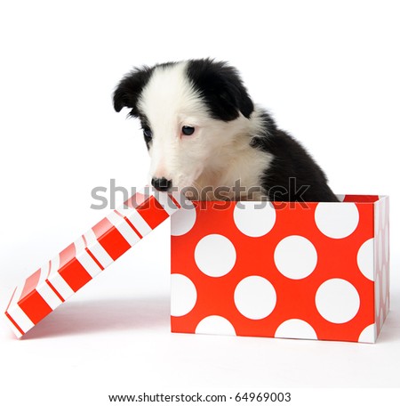 christmas dog in a gift box