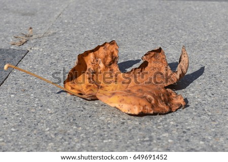 Leaf of a tree, very dry, showing the signs of autumn, lying on the sidewalk.