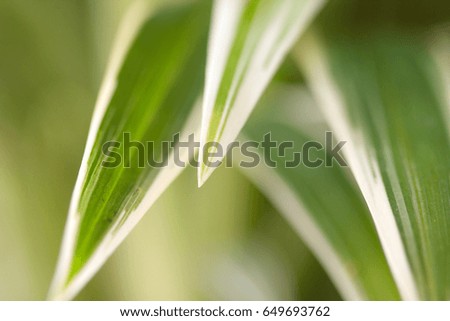 white and green leaves,nature background,wall paper.