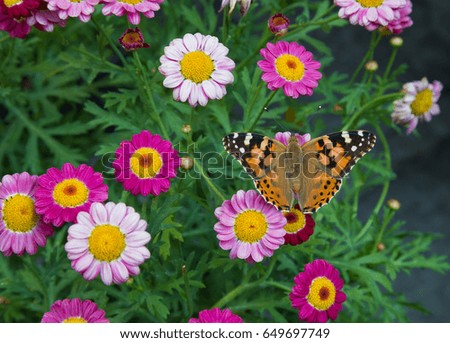 Closeup butterfly on colorful  flower (Common tiger butterfly)