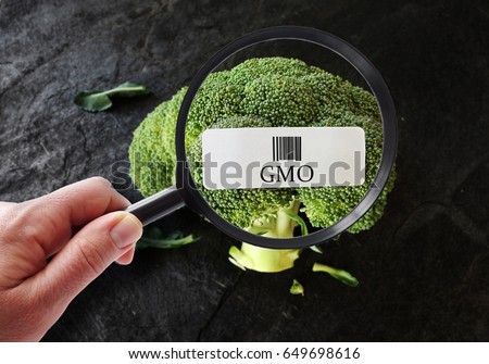 Hand with magnifying glass examining broccoli with GMO label                              Royalty-Free Stock Photo #649698616