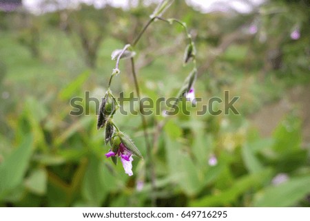 Purple bell flower on the field