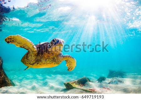 Endangered Hawaiian Green Sea Turtle Cruising in the warm waters of the Pacific Ocean in Hawaii Royalty-Free Stock Photo #649719193