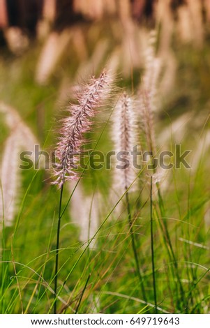 Abstract blur - Grass flower field with soft sunlight. Poaceae grass flower, Pennisetum alopecuroides. Ornamental grasses on twilight at sunset or sunrise. (Soft focus - Vintage filter)