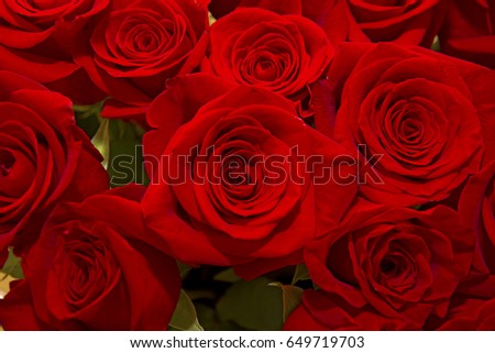 huge buds Scarlet times, beautiful bouquet of red roses