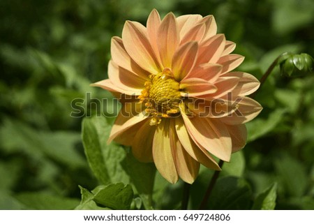 Single Peach and Yellow Dahlia with Double Petals, on Natural Background of Leaves