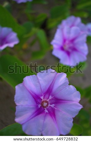 Close up of purple whitish morning glory blooming in the morning