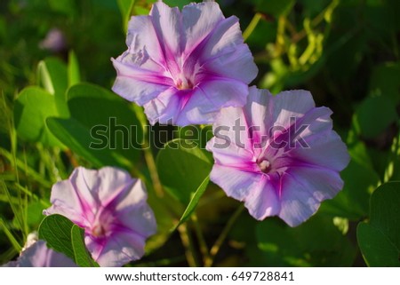 Close up of purple whitish morning glory blooming in the morning