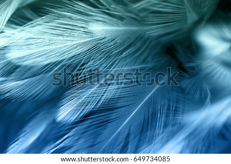 Blue and green chicken feathers in soft and blur style for the background