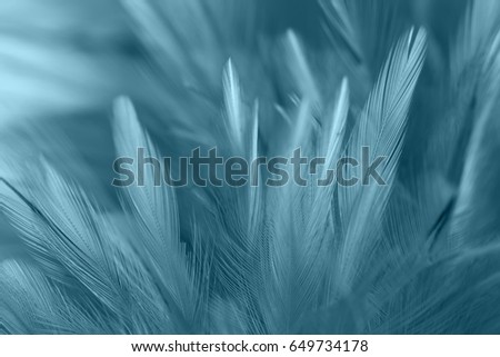 Blue chicken feathers in soft and blur style for the background