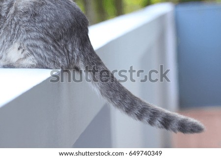 Cat tailCAT