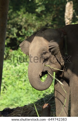 Elephant eating glass under the shade.