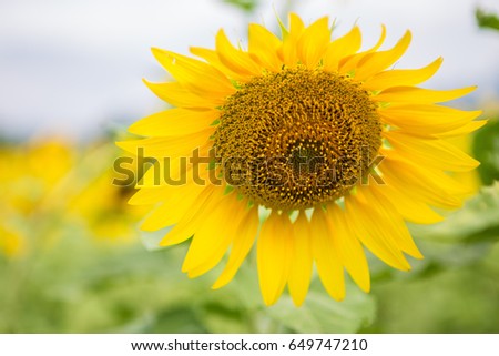beautiful Sunflower in the field on the background blurred