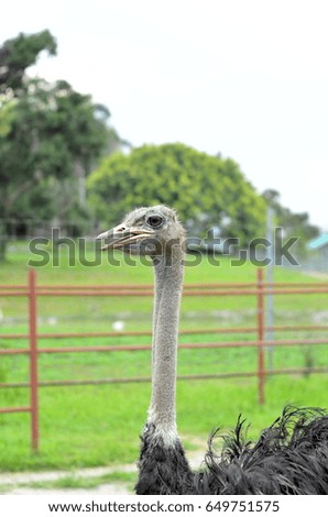 close up ostrich head at farm   