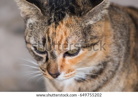 Cat portrait close up