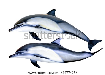 Jumping dolphins isolated on white background Royalty-Free Stock Photo #649774336