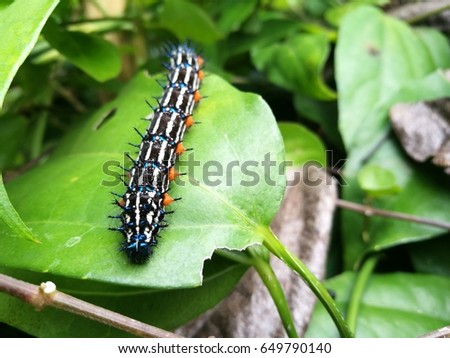 Caterpillar on green  leaves,poisonous and be enemy of the plant Royalty-Free Stock Photo #649790140