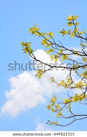 Young fresh leaves of Golden acacia tree under blue sky