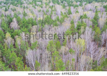 Top view forest of birches and pine trees in the spring