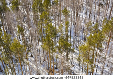 Top view forest of birches and pine trees in the winter
